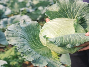 Cabbage Lettuce Health Impact Benefits