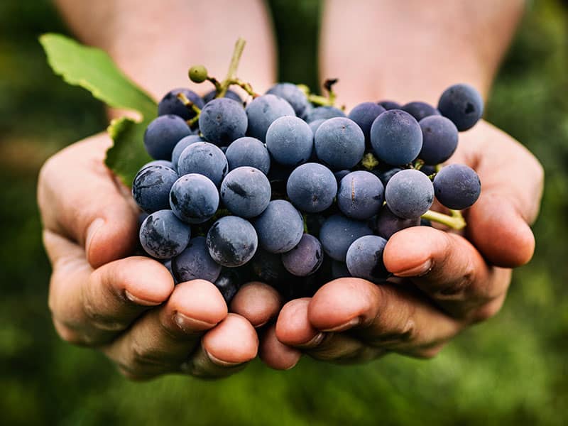 Grapes Harvest Farmers Hands