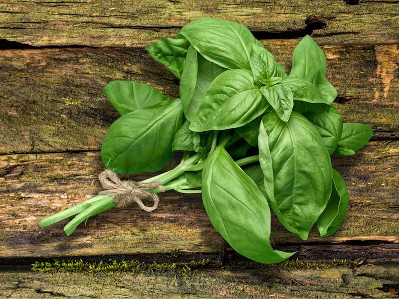 Green Basil Leaves