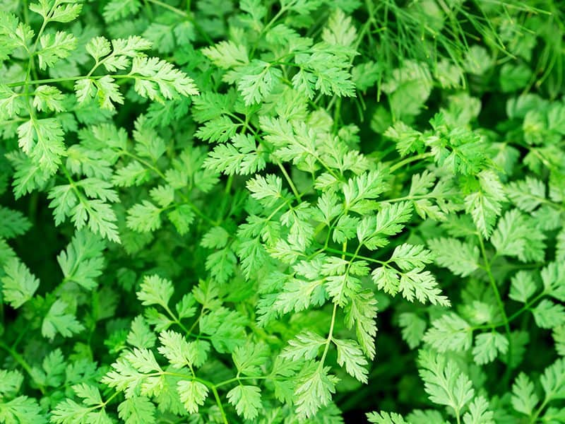 Green Chervil Plant