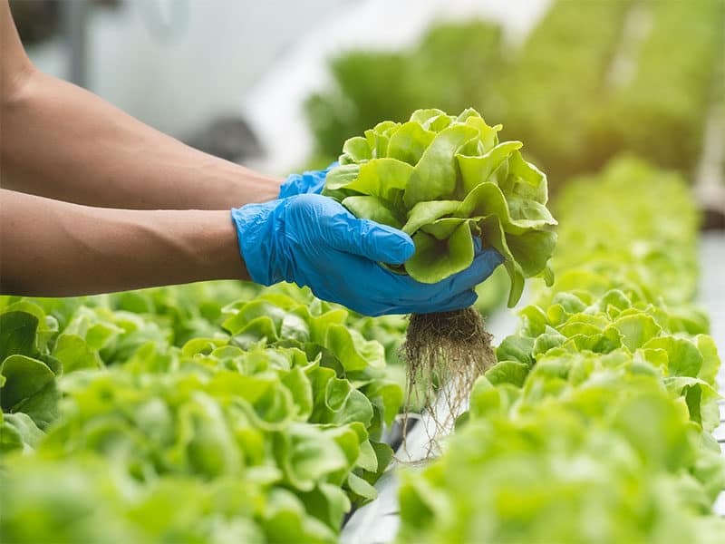 Hands Farmer Picking Lettuce