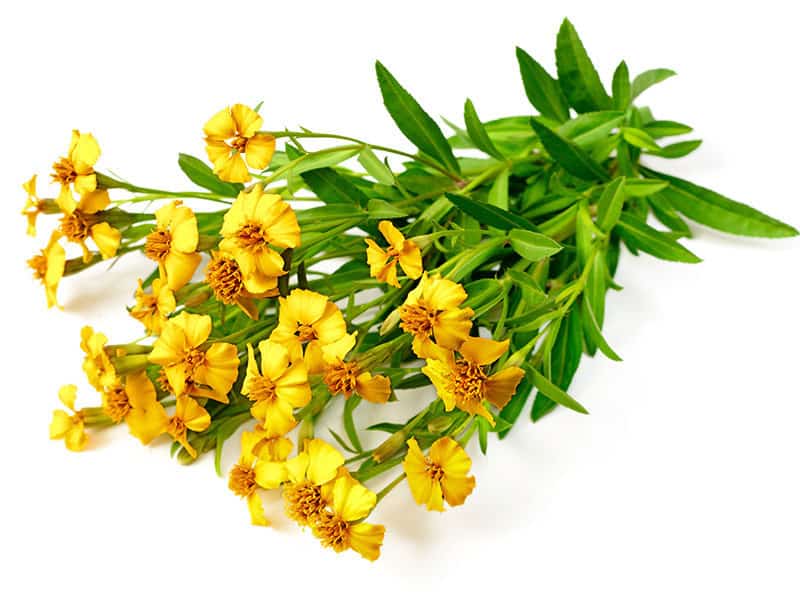 Mexican Tarragon Flowers