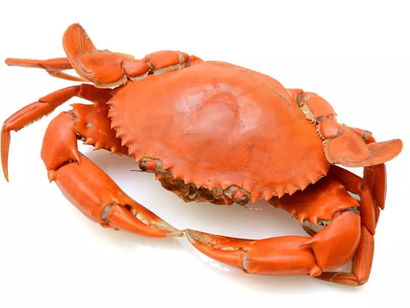 Steamed Crab on White