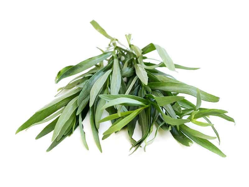 Tarragon on White