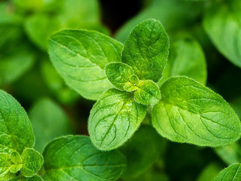 Twig Oregano Plant