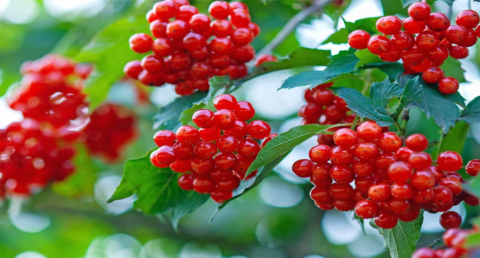 Berries European Cranberrybush