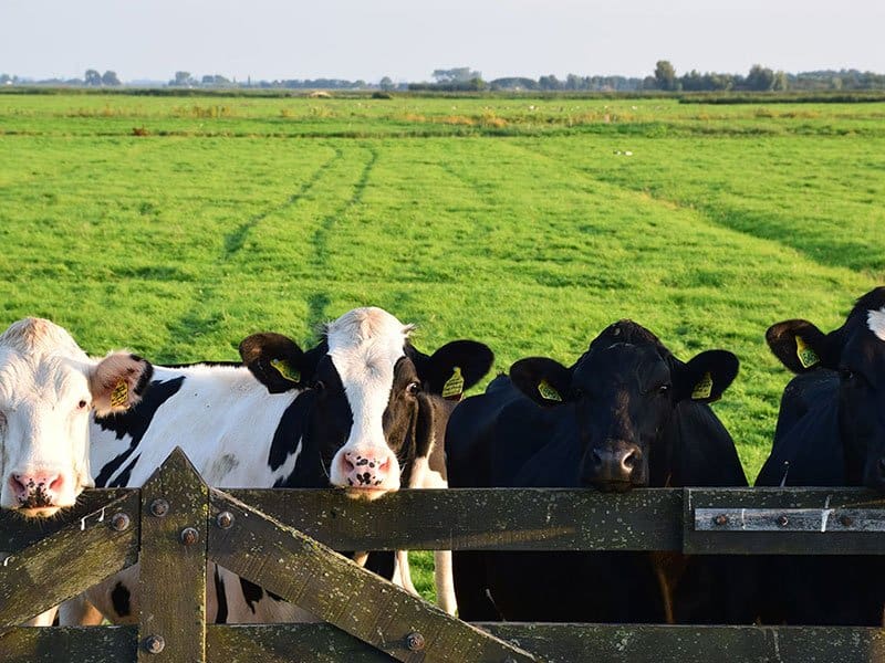 Cows on Farm