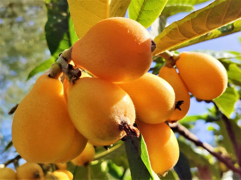 Fruit Loquat Eriobotrya