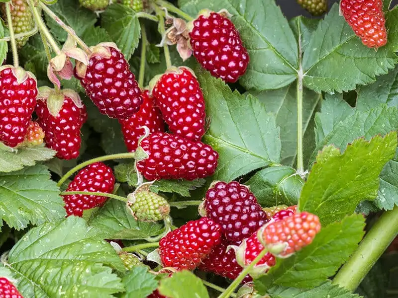 Loganberry Plant Ripe Loganberries