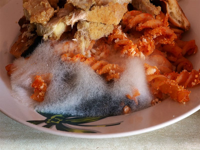 Mold On Plate Pasta Sauce