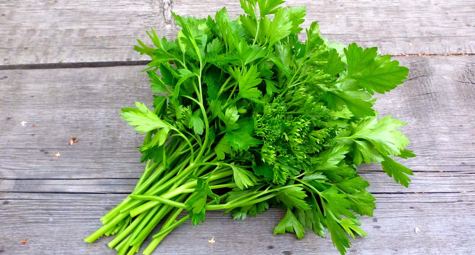 The 10 Best Coriander Substitutes