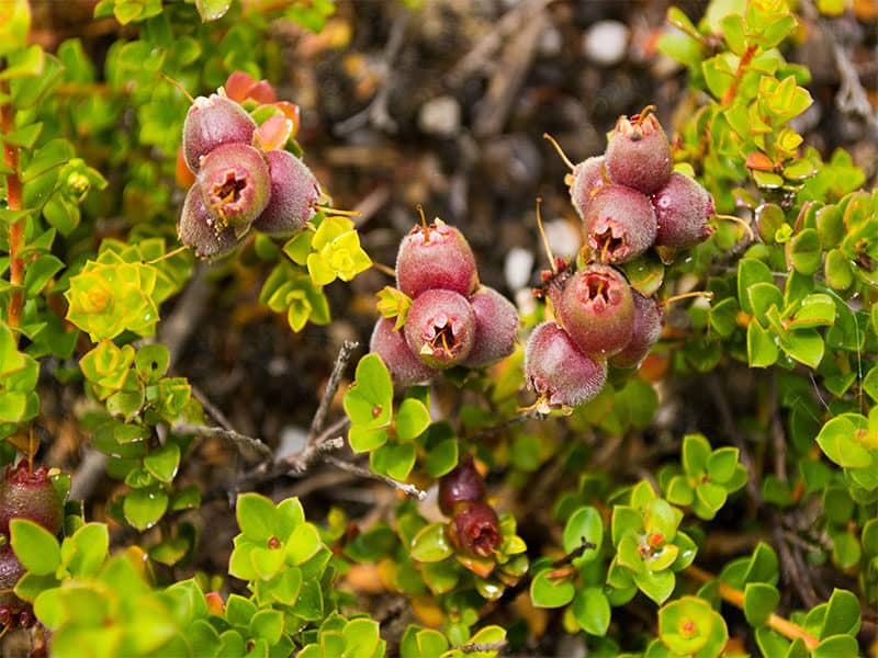 Plant Muntries Kunzea Pomifera