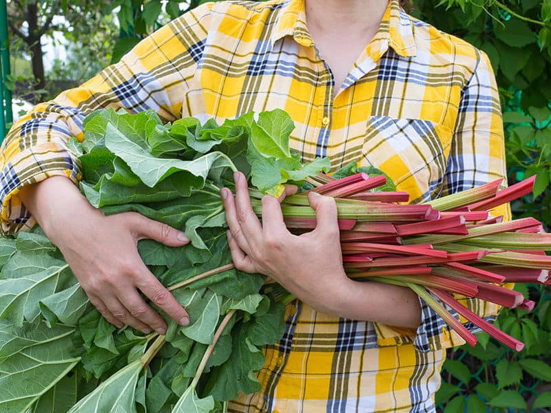 Rhubarb Raw