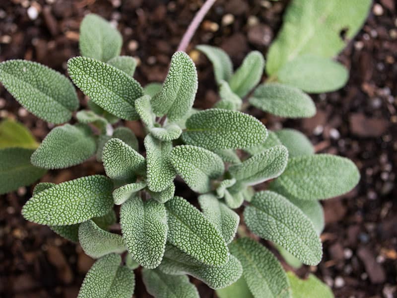 Sage Plant Herb