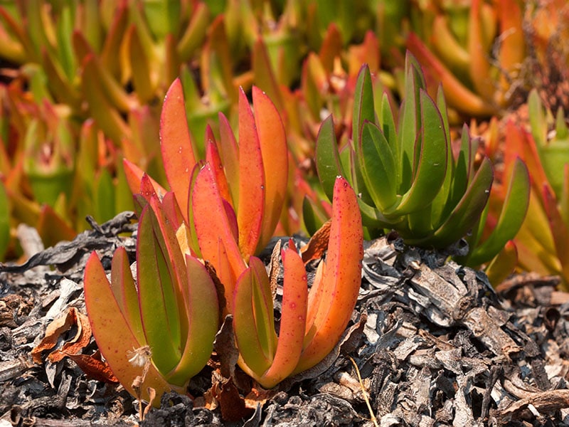 Pigface Flowers