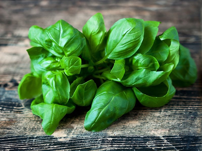 Top 14 Excellent Basil Substitutes