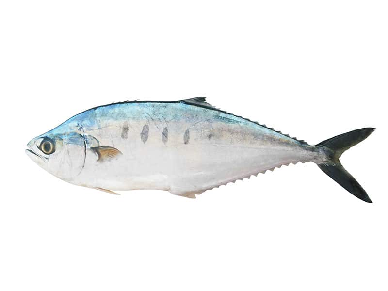 Big Fresh Talang Queenfish