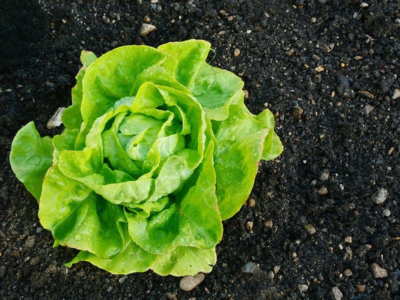 Butterhead Lettuce