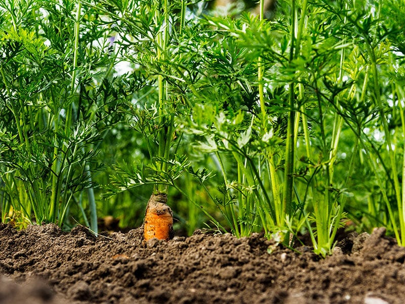 Carrot Green Tops Still Attached