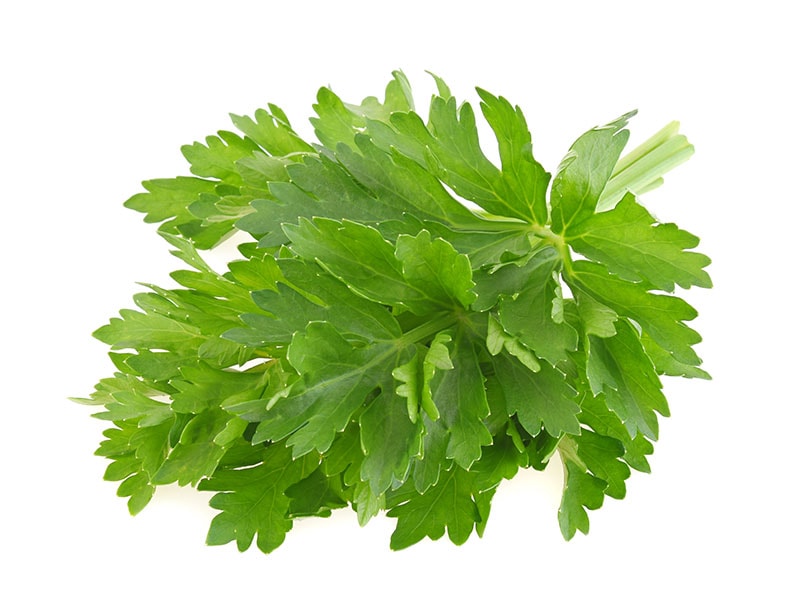 Celery Leaf