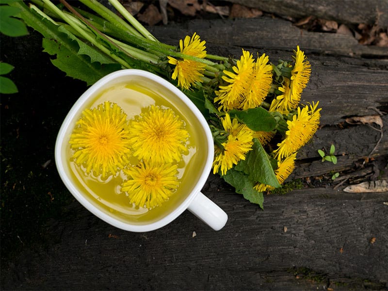 Dandelion Flower Tea Infusion White