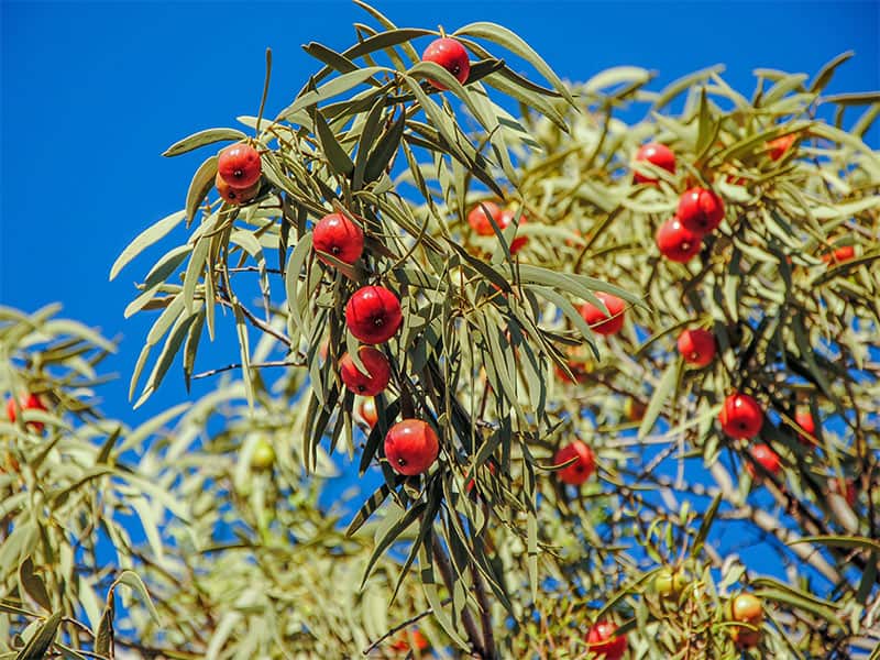 Desert Quandong Santalum