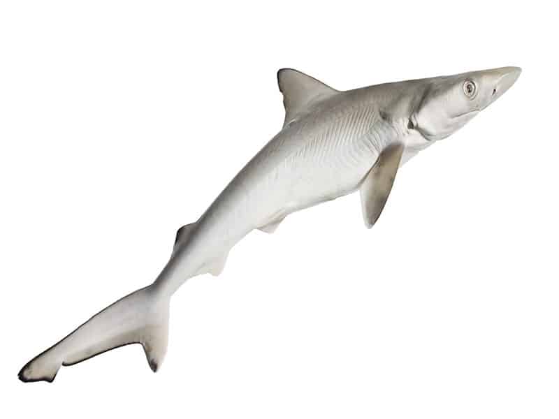 Dogfish Spurdog Mud Shark