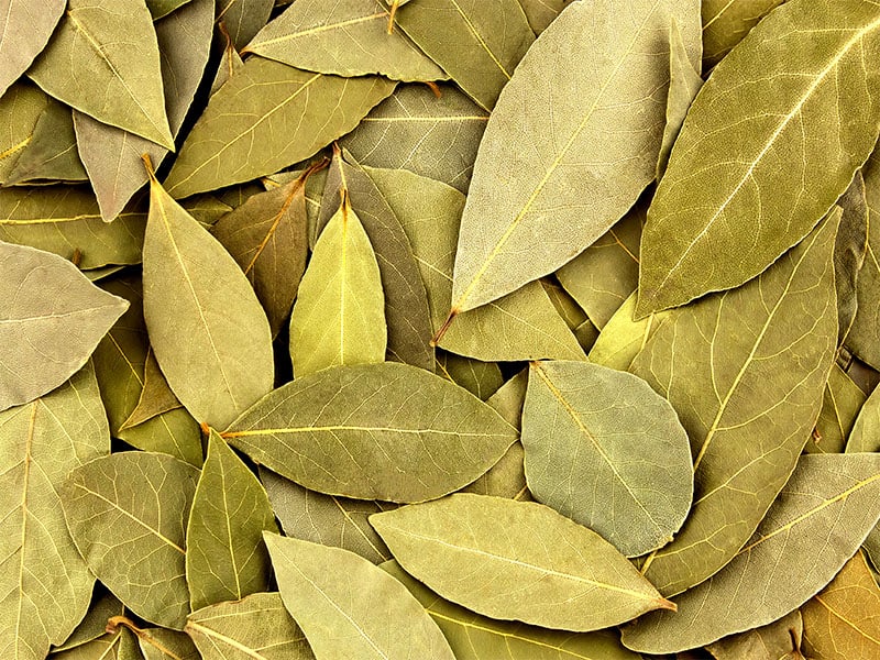 Dried Bay Leaves Texture