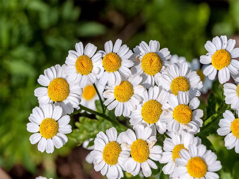 Feverfew Flowers