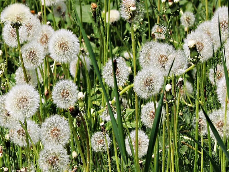 Fluffy Flowers