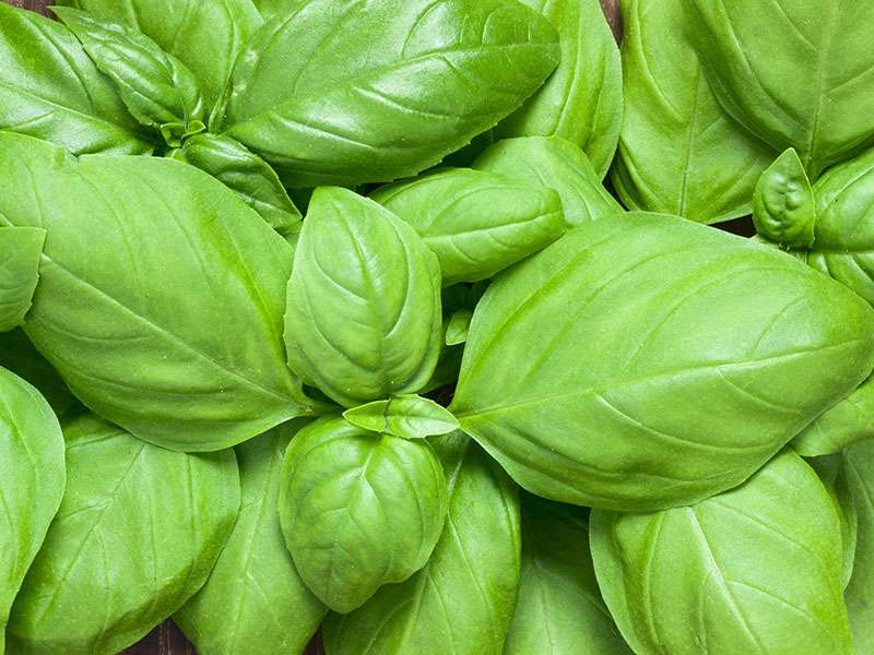 Fresh Basil