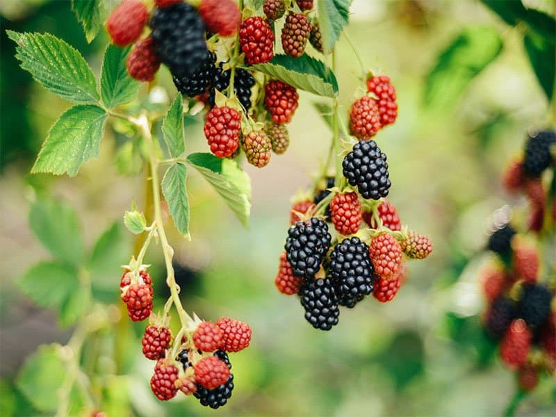 Fresh Blackberries