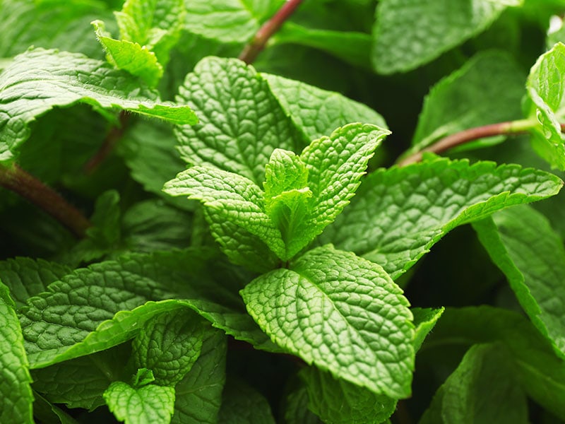 Fresh Lemon Balm