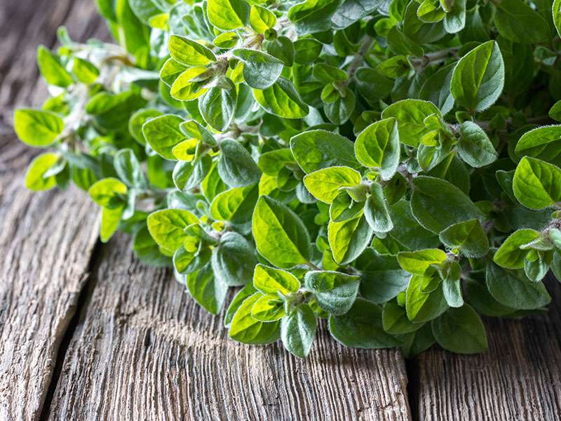 Fresh Oregano