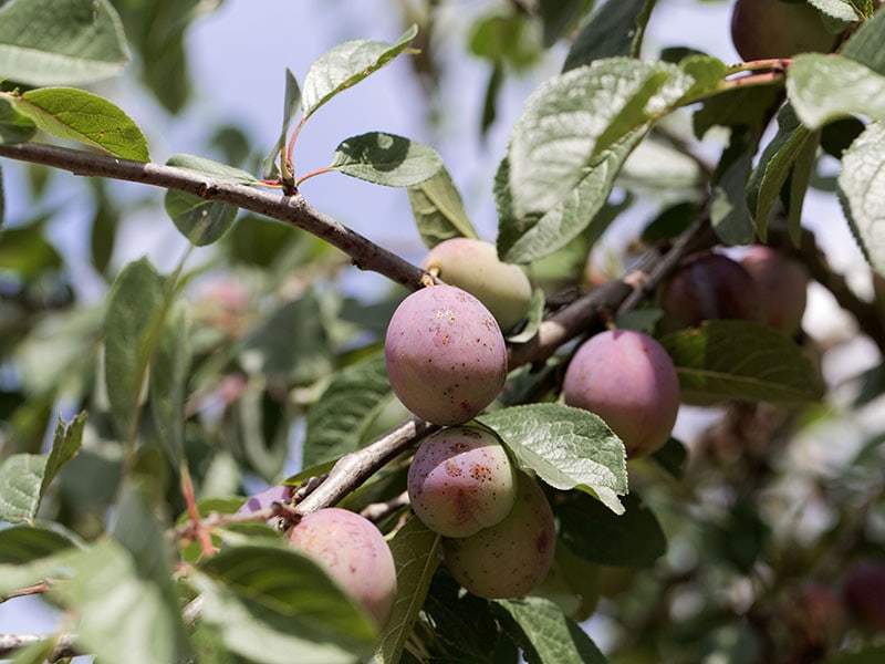 Fruits Zwetschge Prunus