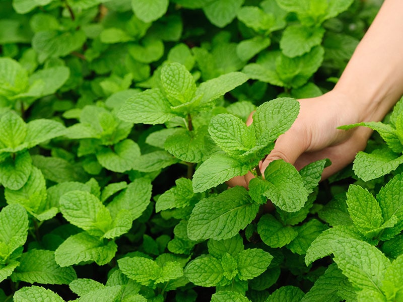 Mint Plant Garden