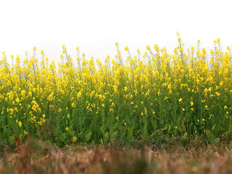 Mustard Field Rural