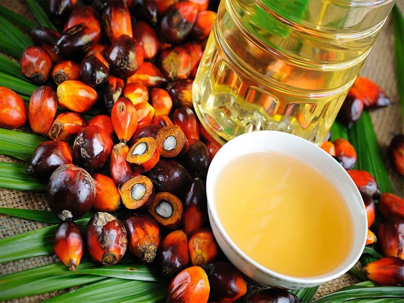 Oil Palm Fruit