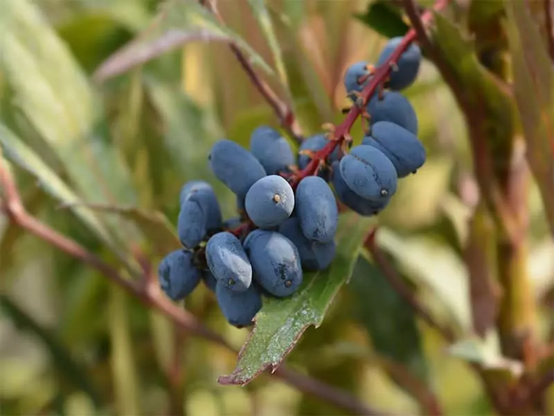 Oregon Grape Fruits