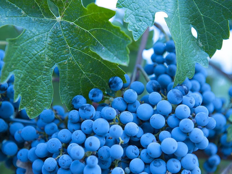 Organic Zinfandel Grapes