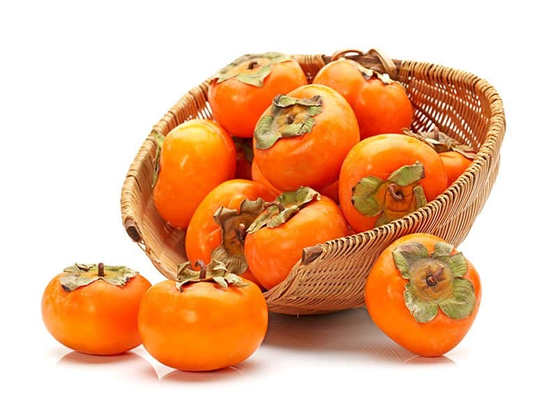 Oriental Persimmon