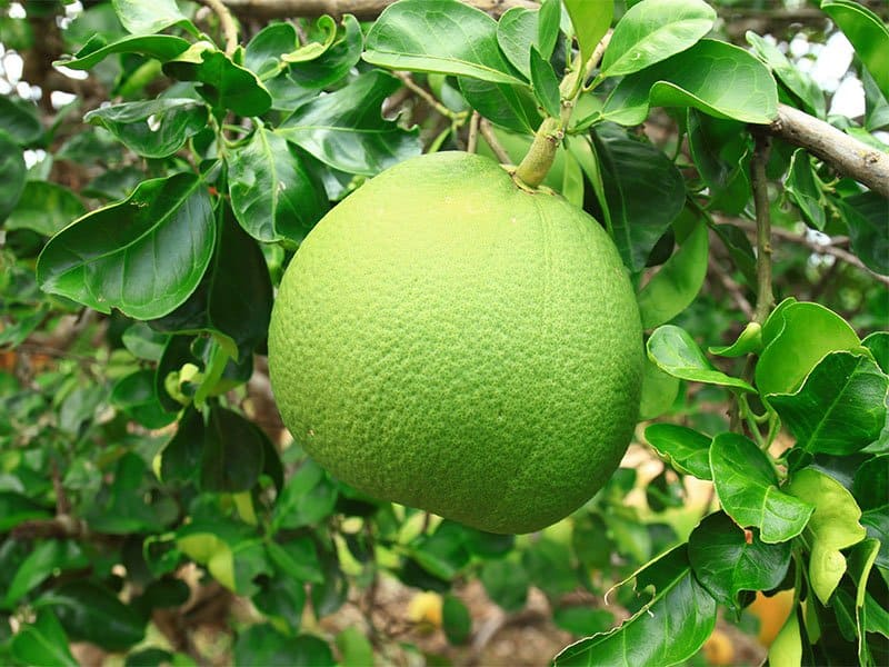 Pummelo Fruit