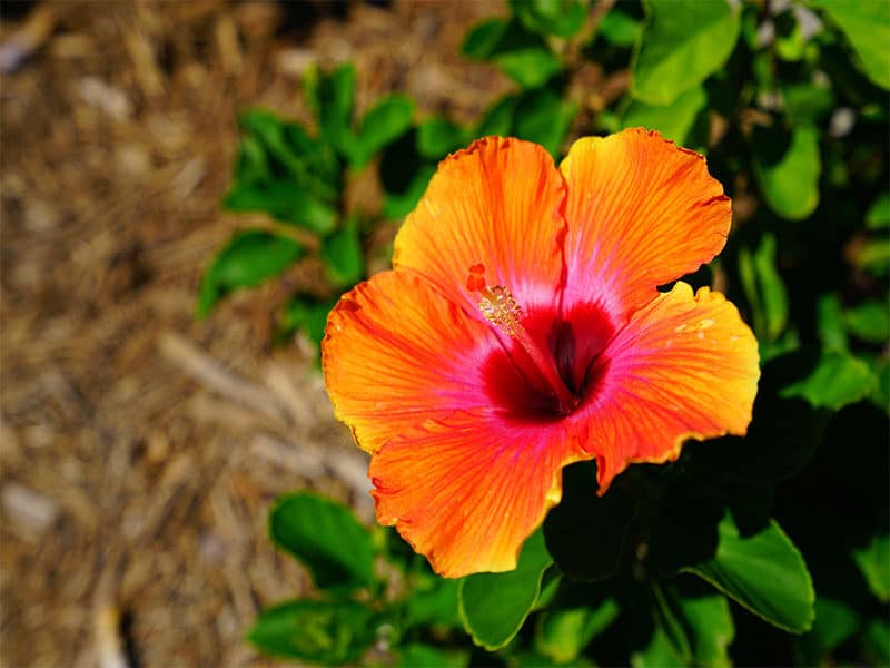 Red Hibiscus Blossom