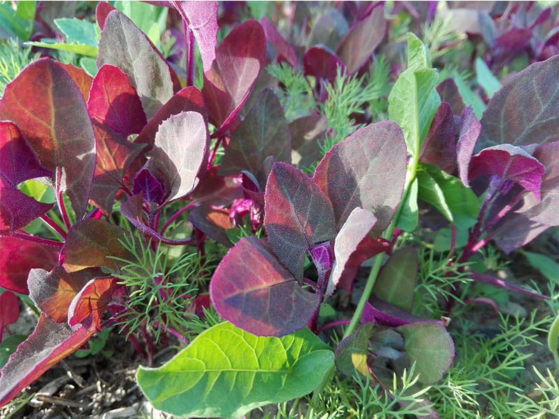 Red Orach