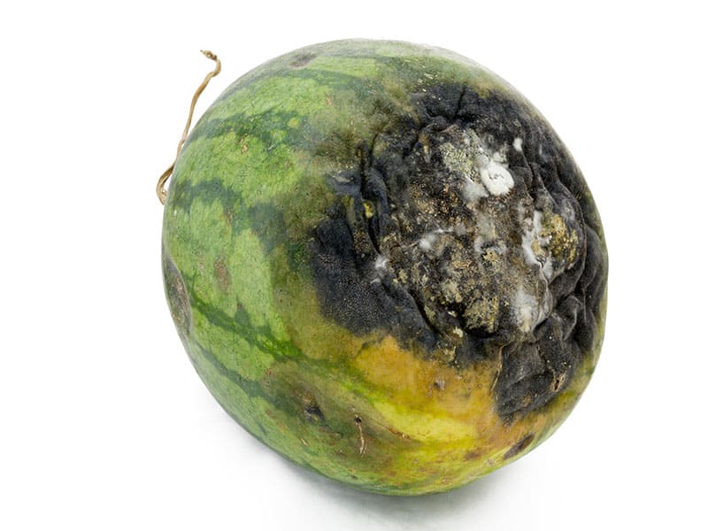 Rotten Watermelon With Dark