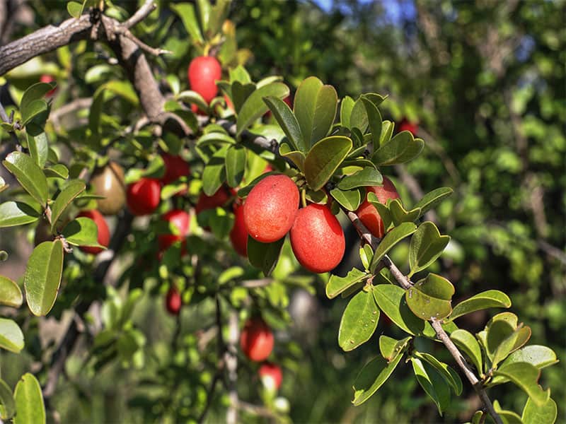 Sour Plum Ximenia