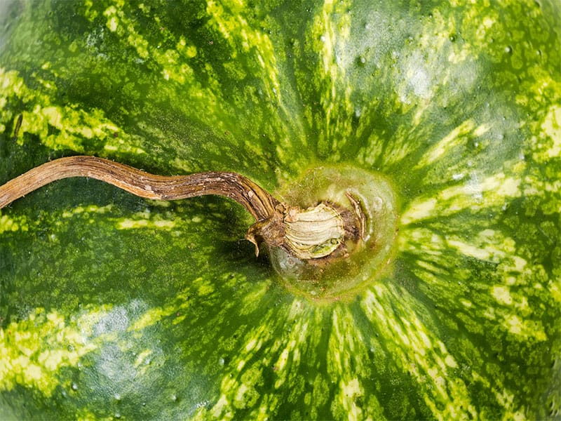 Withered Tail Watermelon