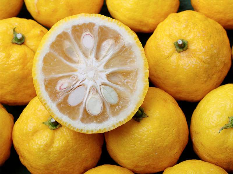 Yuzu Citrus Fruits