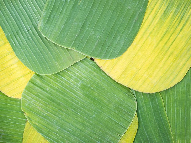 Banana Leaves Wrapping