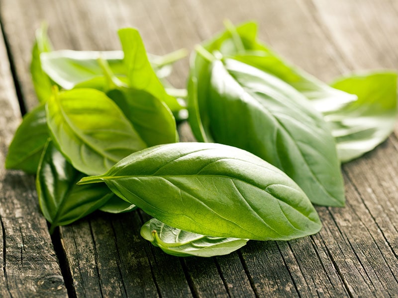 Basil Leaves